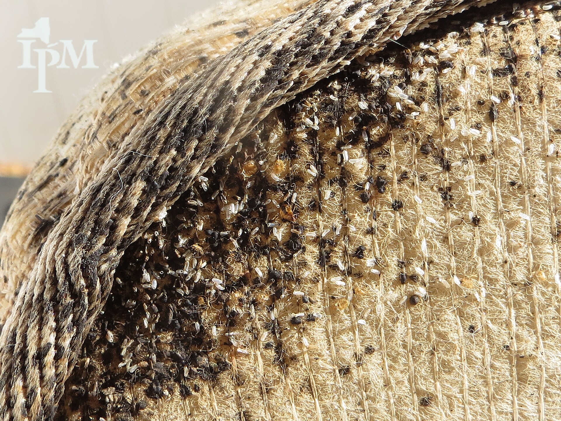 Mattress seam inspection context for bed bug treatment in Kenyan hospitality