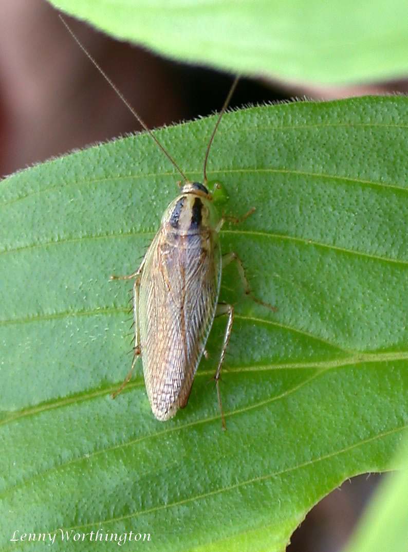 German cockroach adult for resilient-strain cockroach management in Kenya