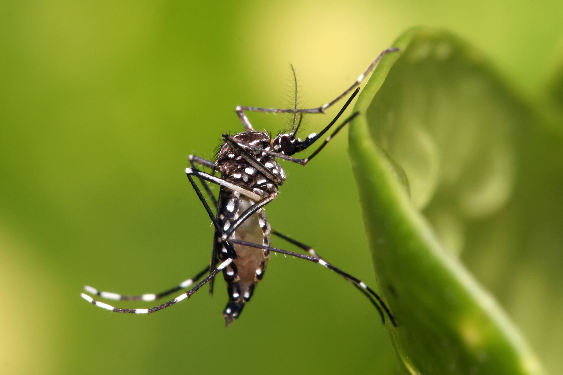 Coastal mosquito and vector programme context for Kenyan resorts and residential compounds