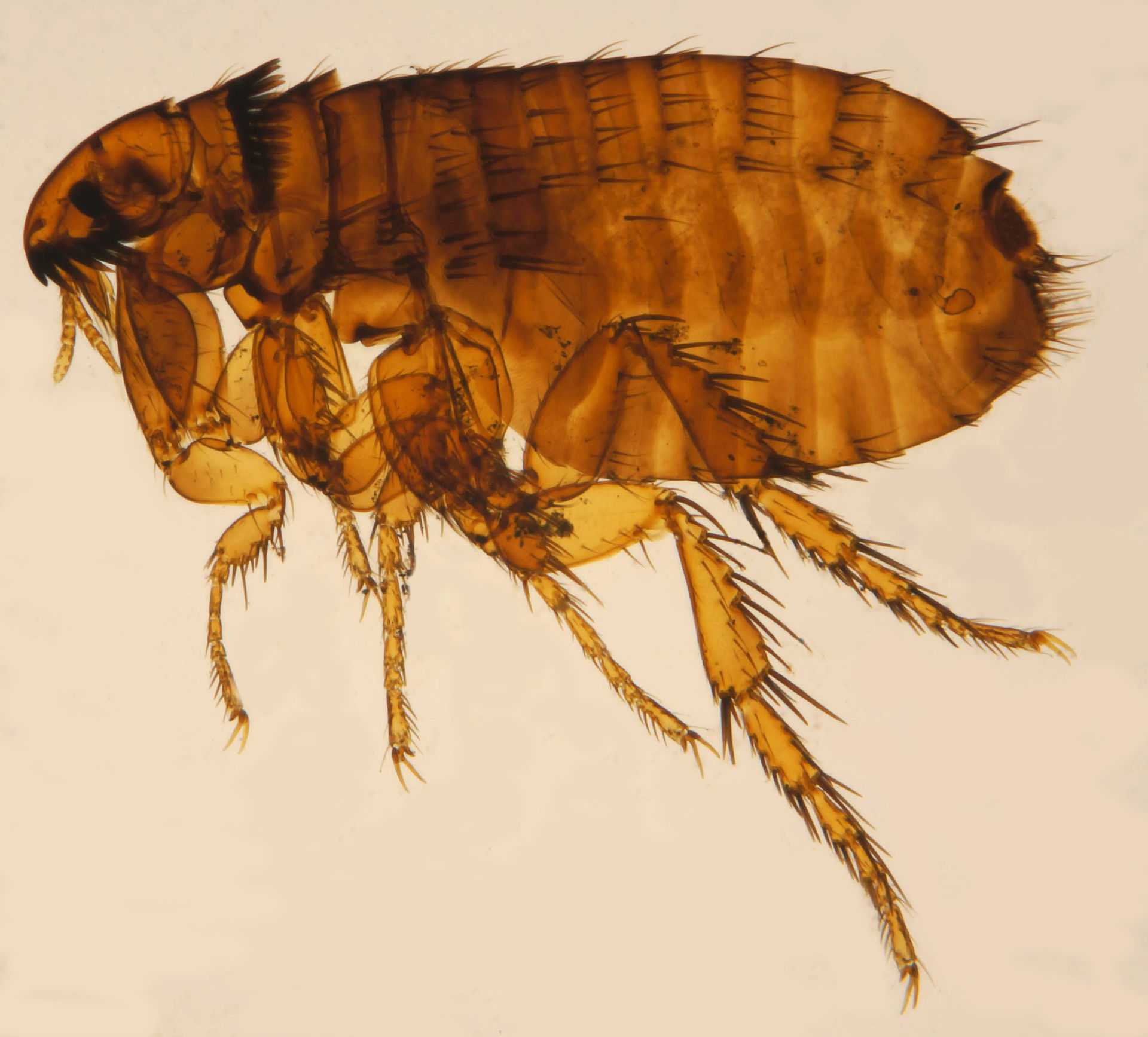 Cat flea specimen for coordinated on-animal and environmental flea treatment