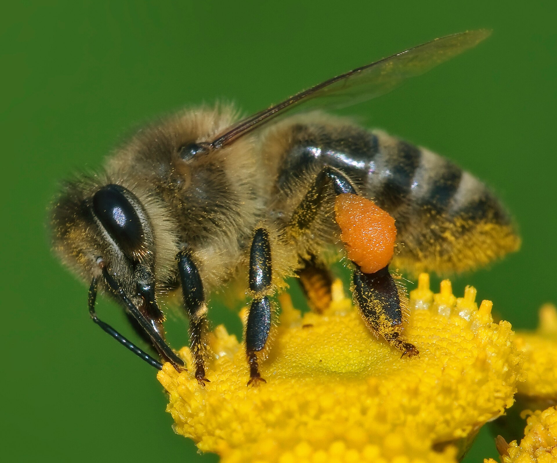 Honey bee on blossom for swarm relocation rather than ad hoc spraying in Kenya