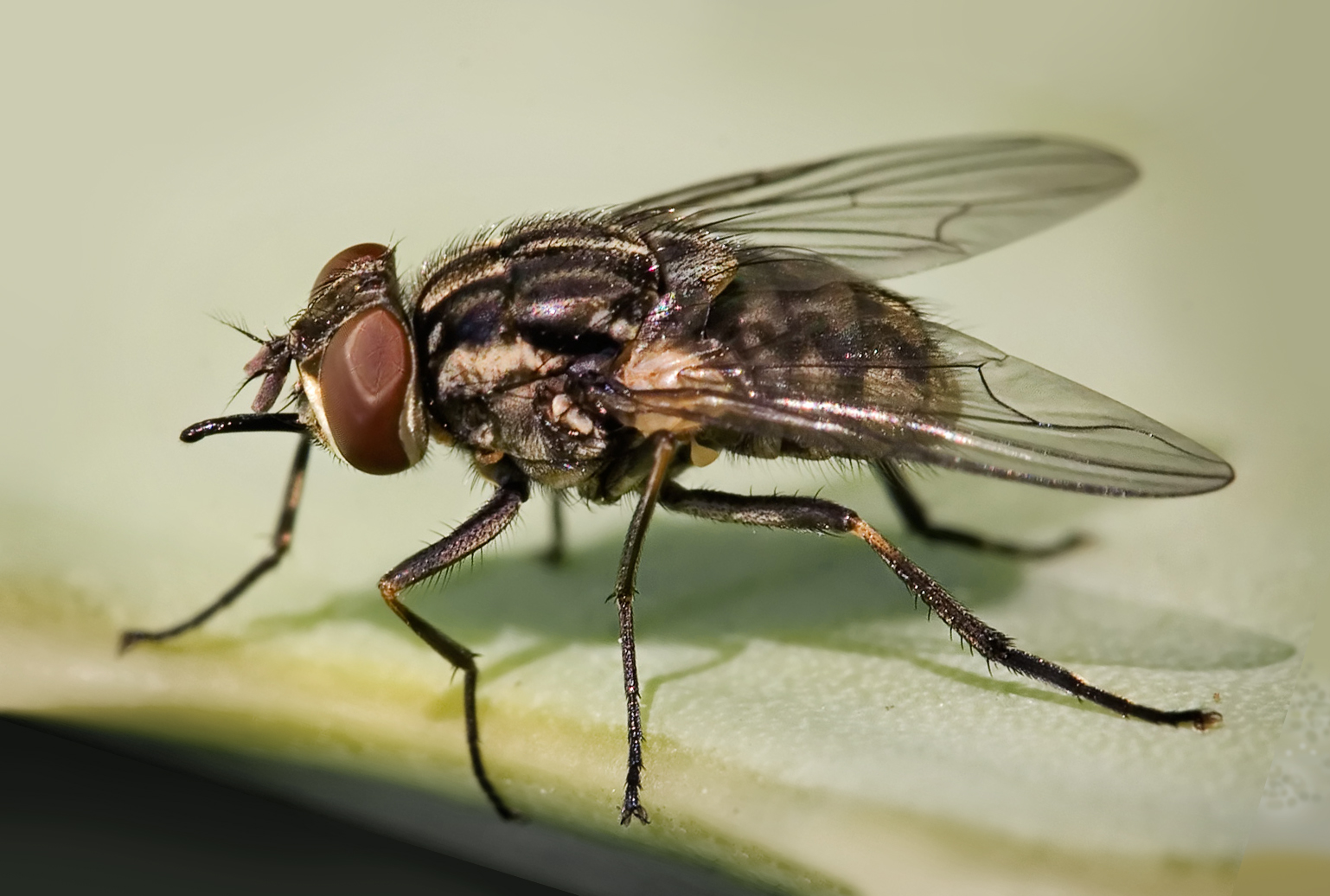 Stable fly macro for dairies, resorts, and drain-related fly control in Kenya