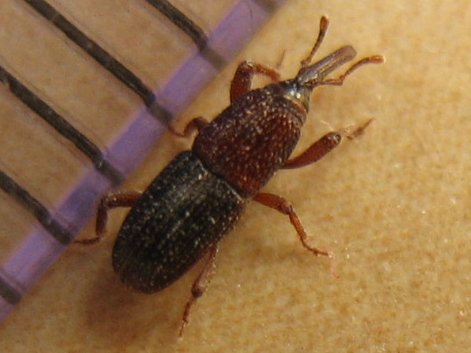 Rice weevil specimens for export grain integrity before Kenyan sailing windows