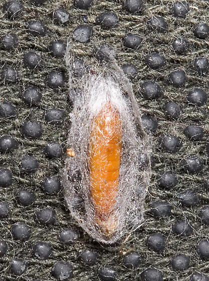 Indianmeal moth context for pantry and textile pest audits in Kenya