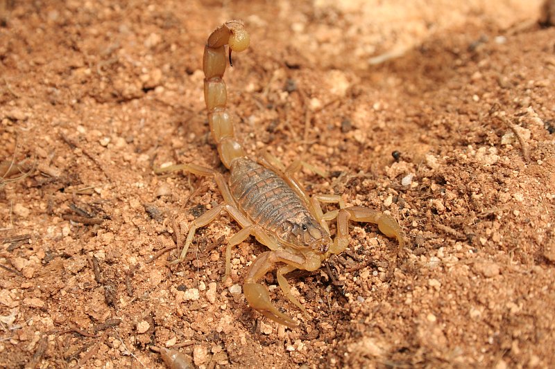 Scorpion for dry wall and coastal perimeter risk in Kenyan properties