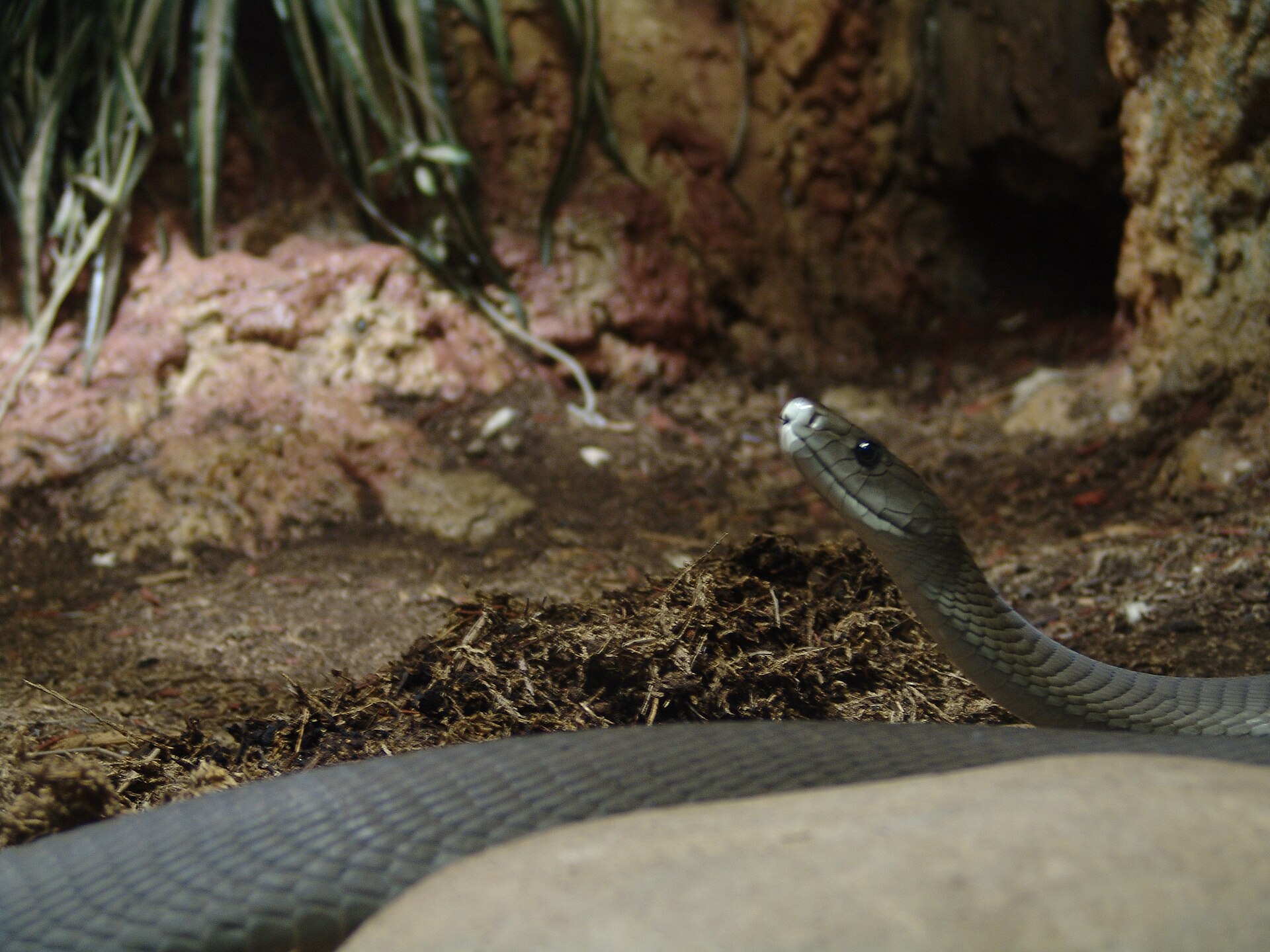 Venomous snake context for trained referral and humane handling in Kenya