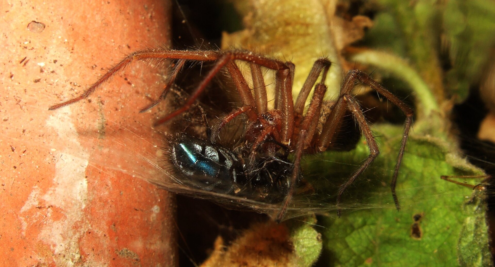 House spider context for loft and void inspection before sealing harbourage
