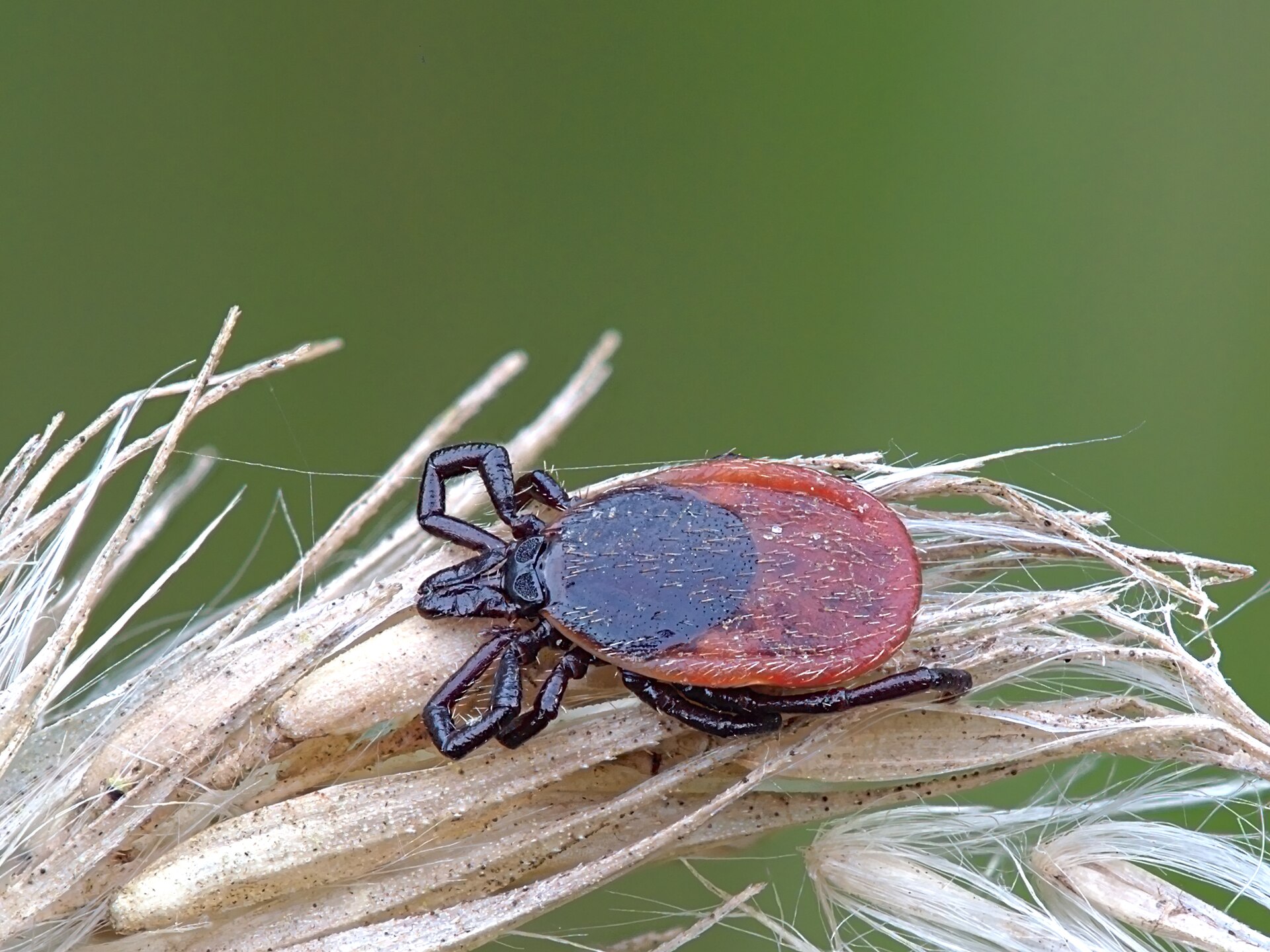 Questing tick on vegetation for Kenyan lodge and suburban tick management