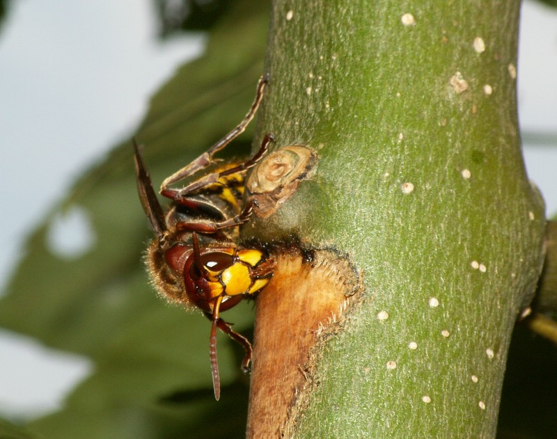 Hornet or wasp nest access for night-time professional treatment in Kenya