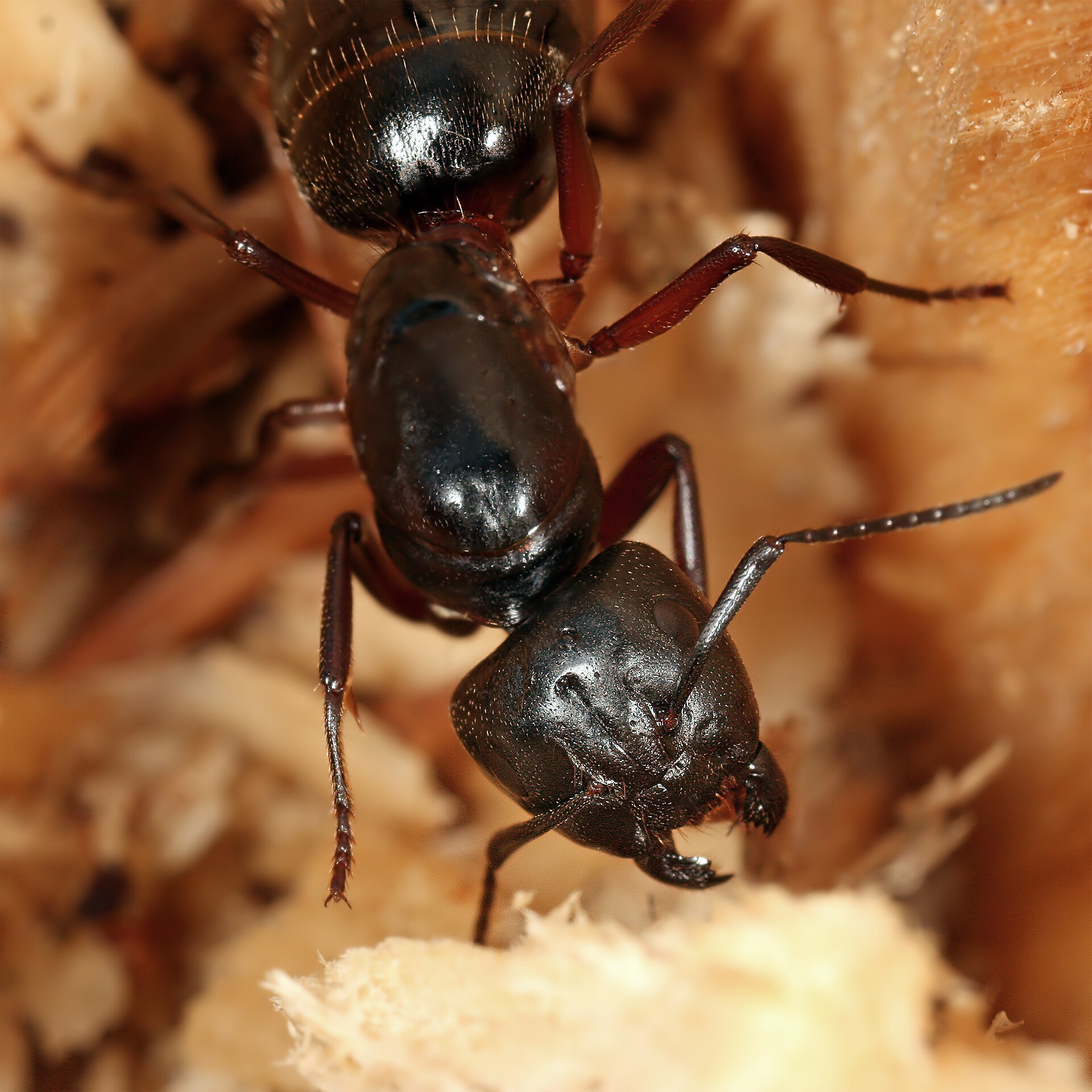 Ant macro for carpenter and trail species near plants and structures in Kenya