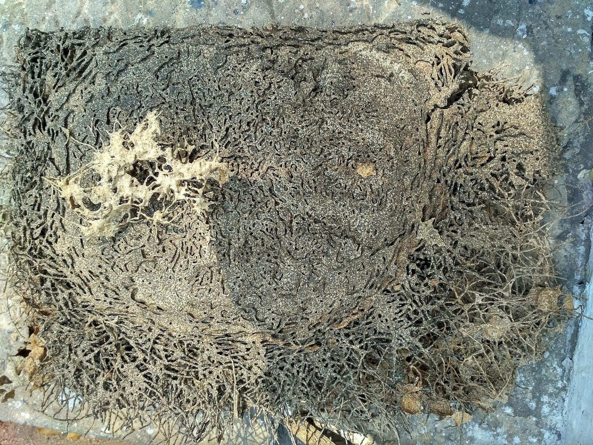 Structural timber during a pest and moisture inspection walkthrough